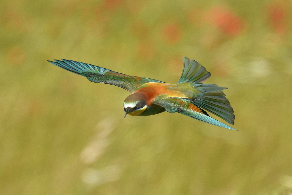 DSC_3643.JPG
