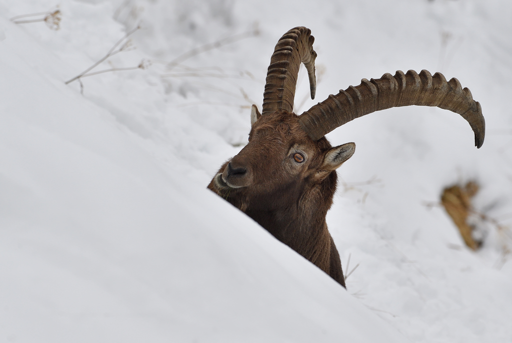 DS5_3367.jpg