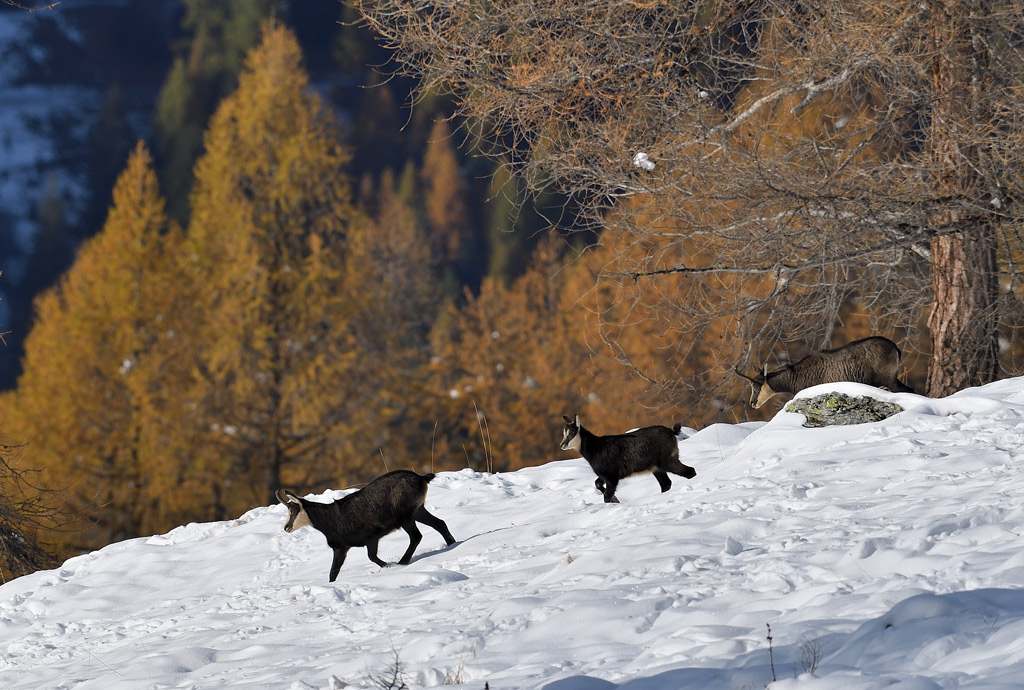 DS5_3420.jpg