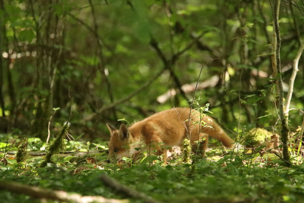 IMG_1675dup.JPG