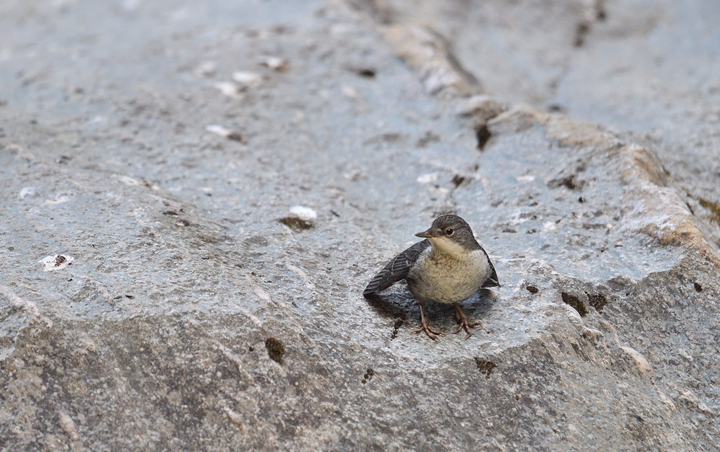 DS5_1149.jpg