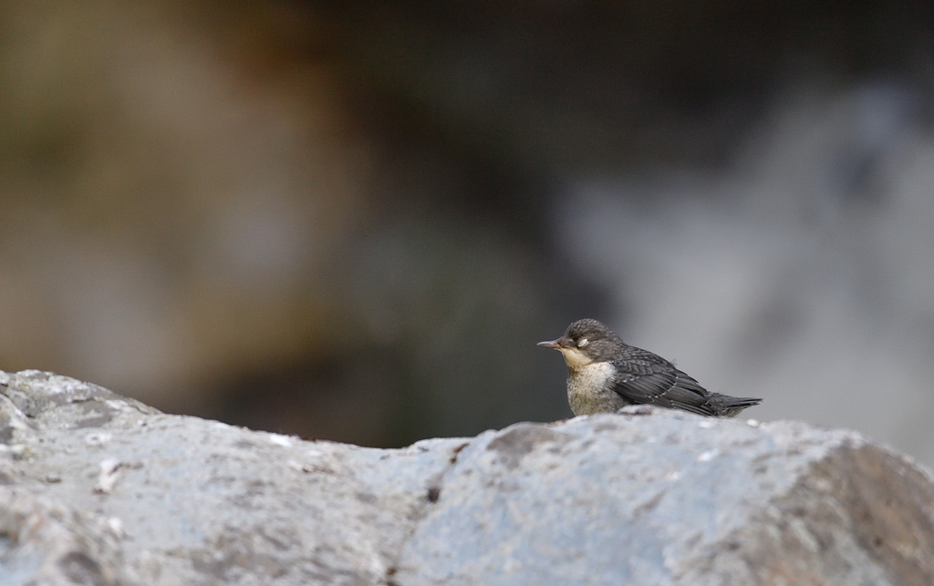 DS5_1153.jpg