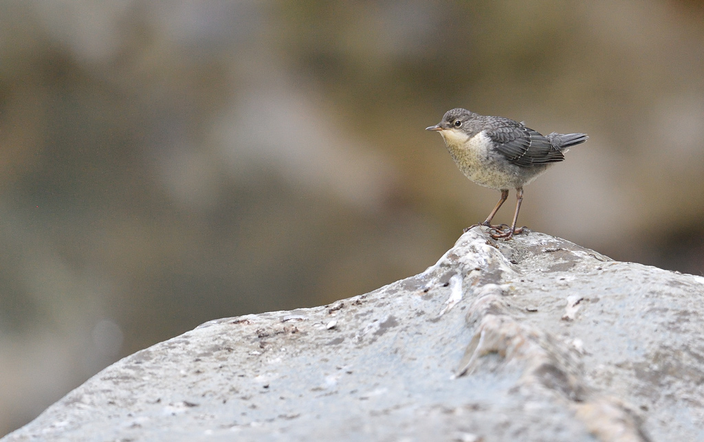 DS5_1188.jpg