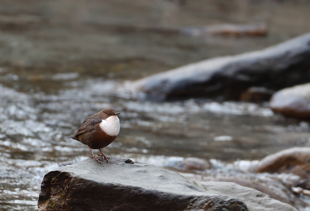 DSC_6664.jpg
