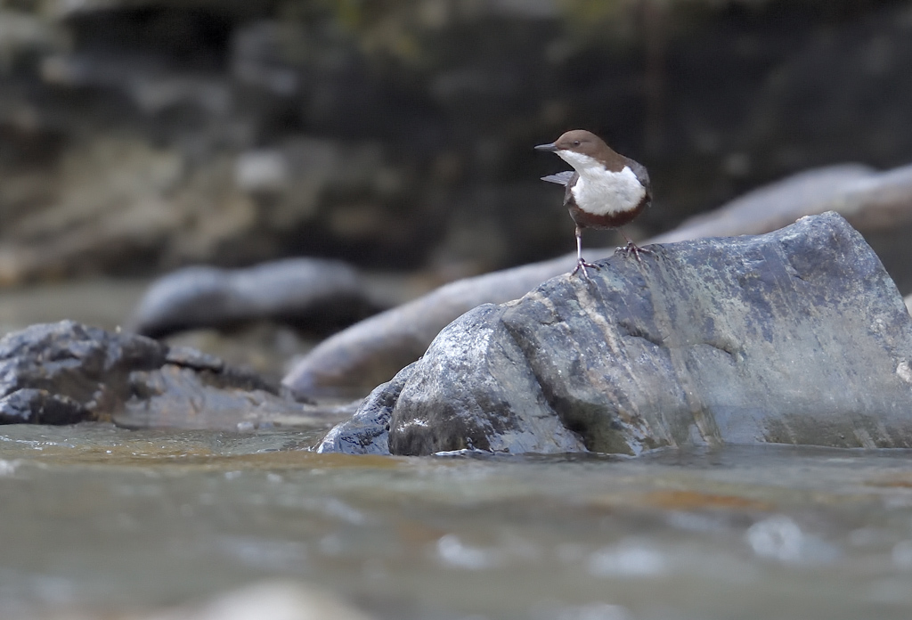 DS5_3957.jpg