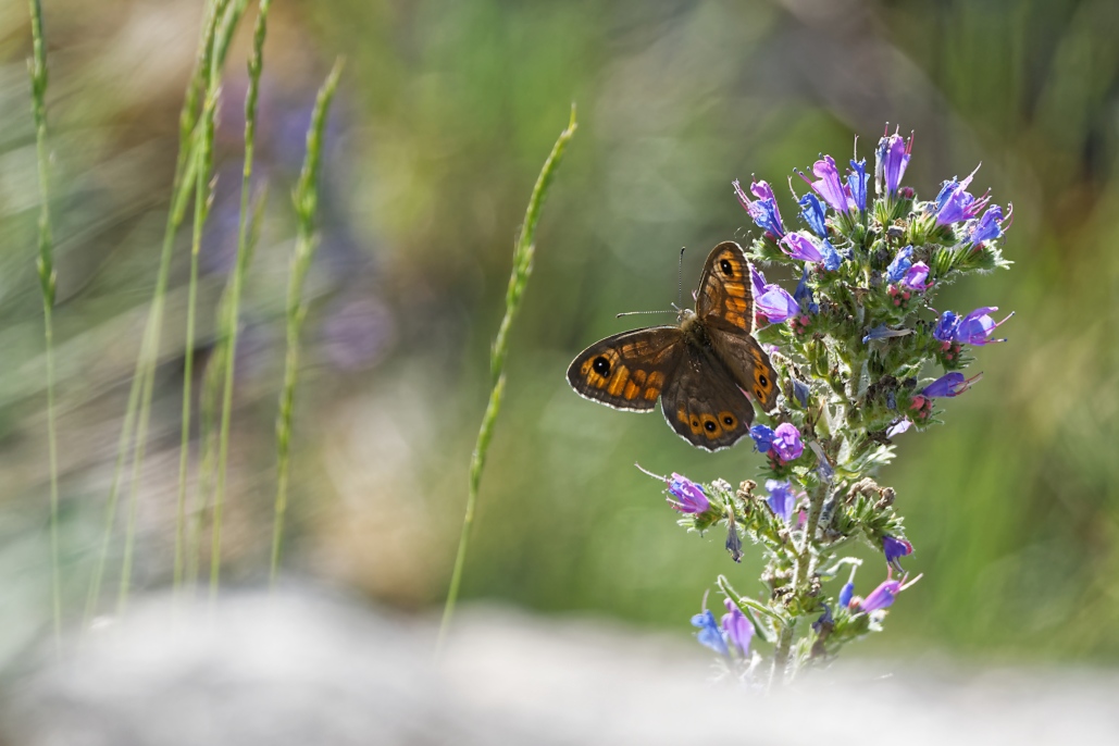 DSC_4299_DxO.jpg