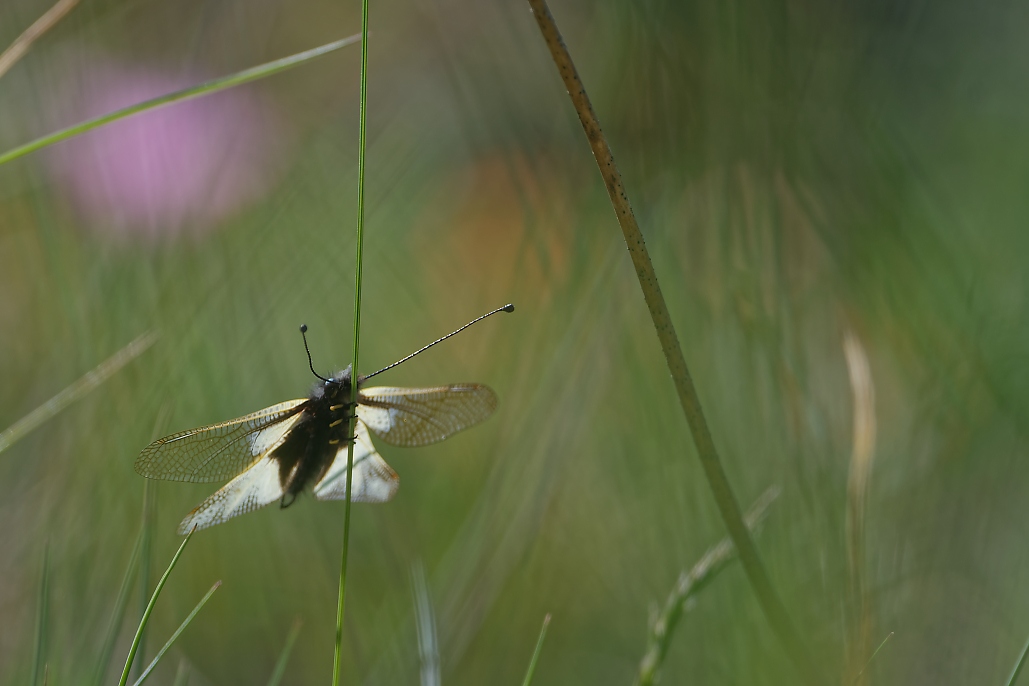 DSC_4305_DxO.jpg