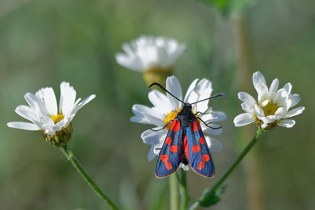 DSC_9777_DxO.jpg