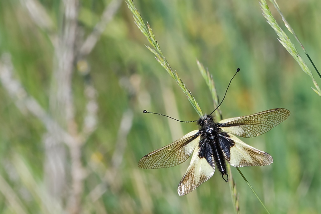 DSC_9783_DxO.jpg