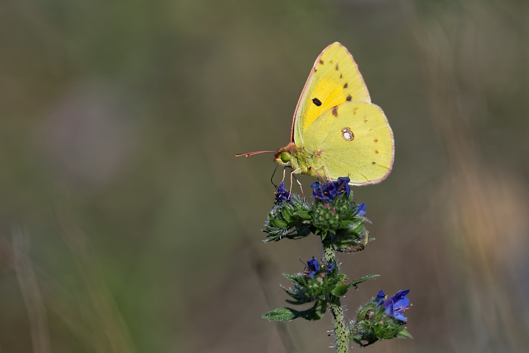 DSC_4319_DxO.jpg