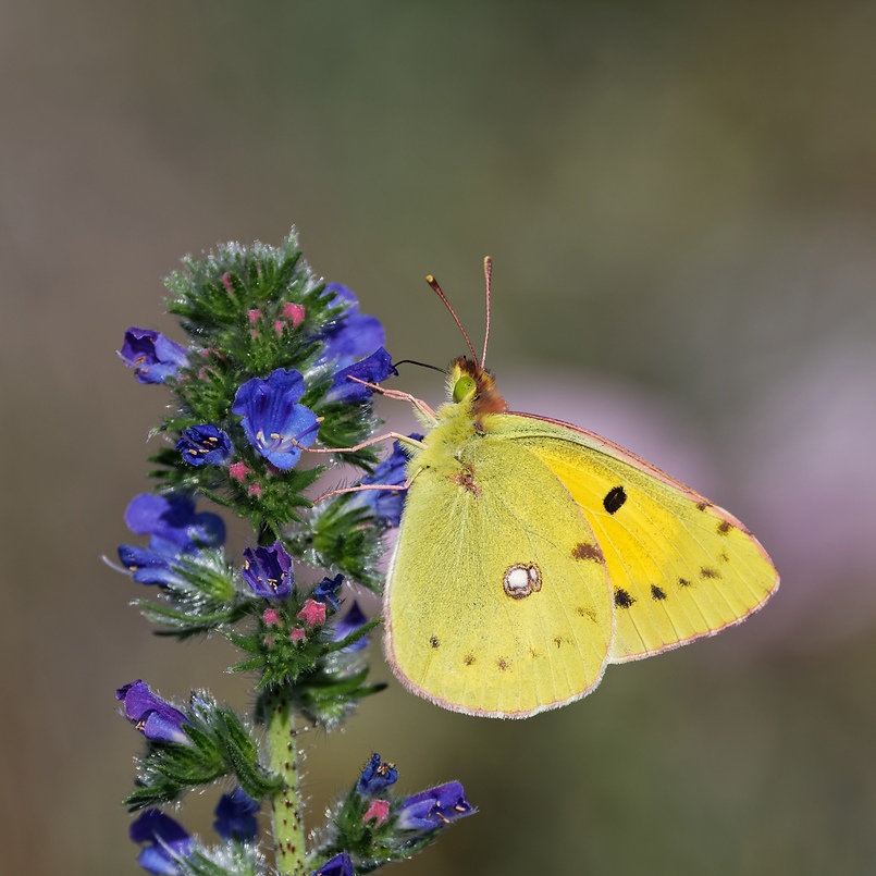 DSC_4321_DxO.jpg