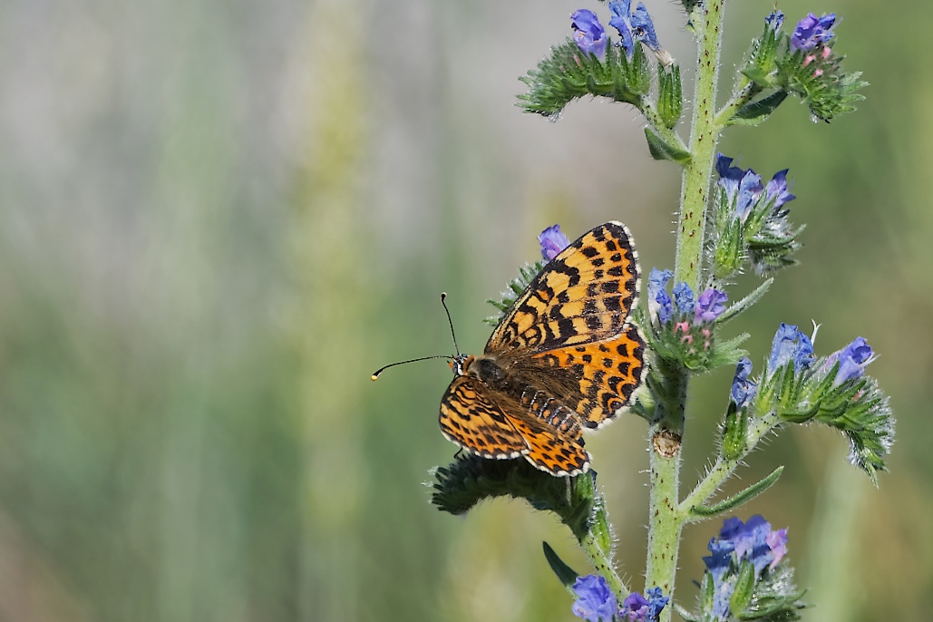 DSC_4343_DxO.jpg