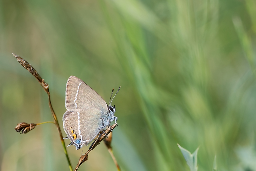 DSC_9799_DxO.jpg