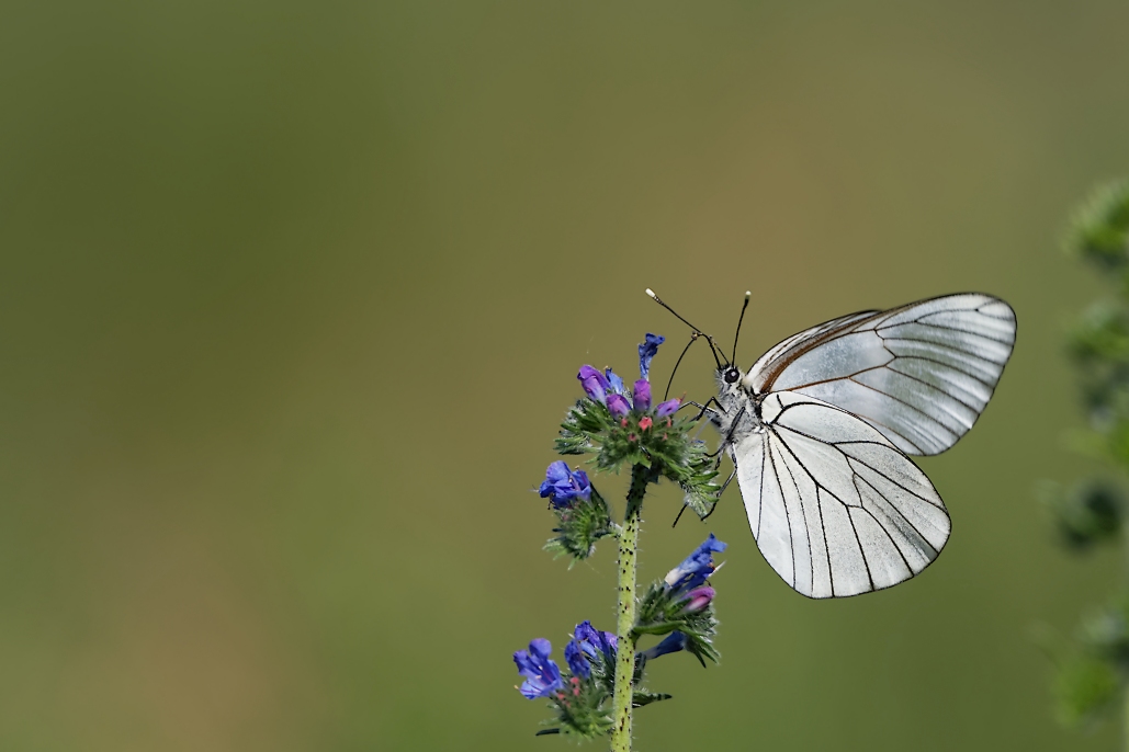 DSC_4379_DxO.jpg