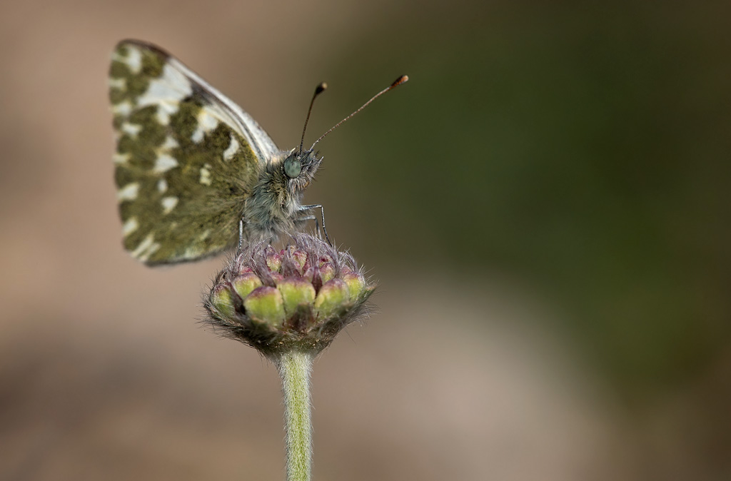 _MGL8045.jpg