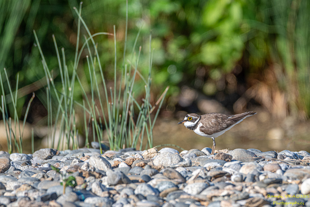 _DSC5301-ps.jpg