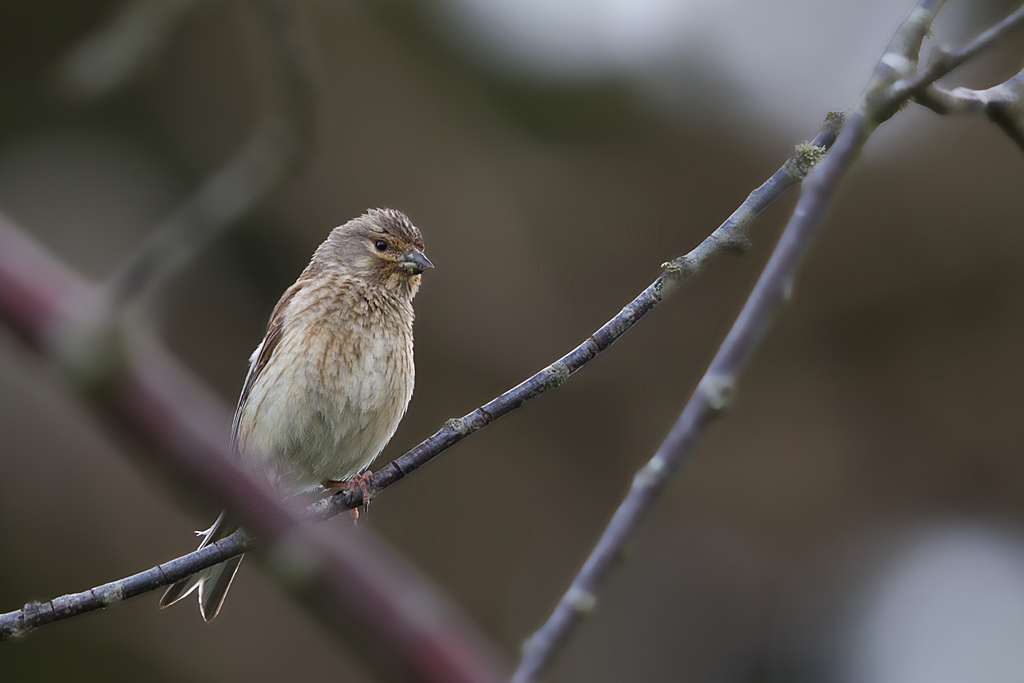 IMG_3462 IN.jpg