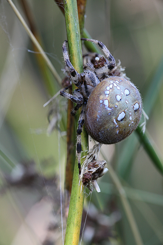 Araneus quadratus F 13 J Rivière 2.jpg