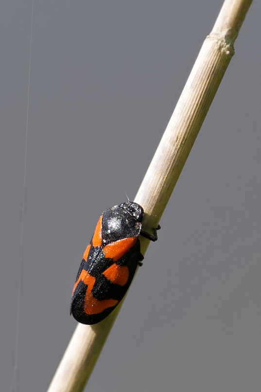 DSC_4232_DxO.jpg