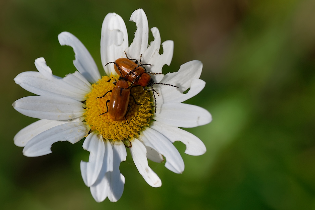 DSC_9759_DxO.jpg