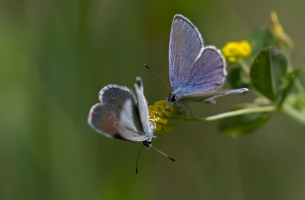 _MGL9524-faucille.jpg