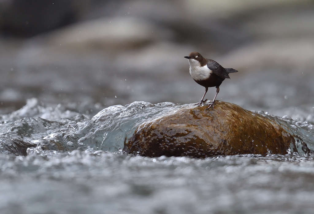 DS5_3967.jpg