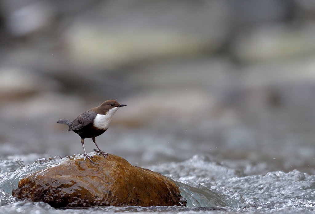 DS5_3968.jpg