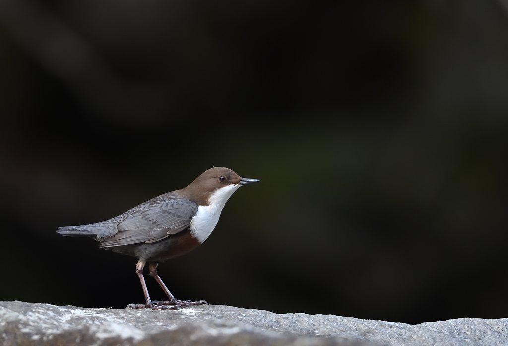 DS5_4044.jpg