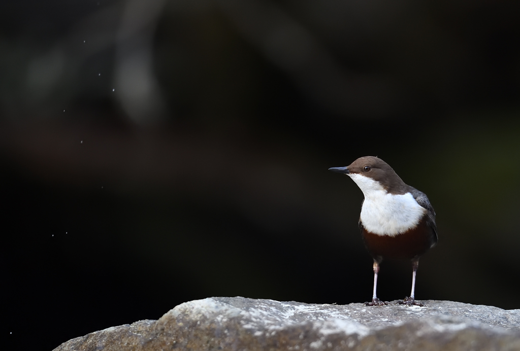 DS5_4048.jpg