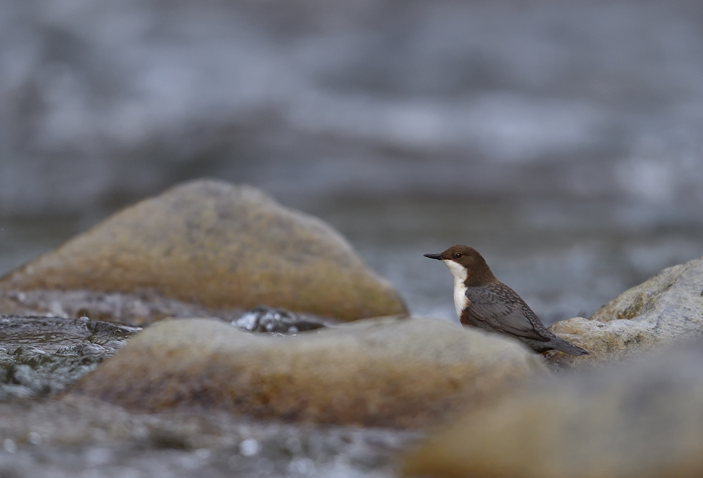 DS5_4089.jpg