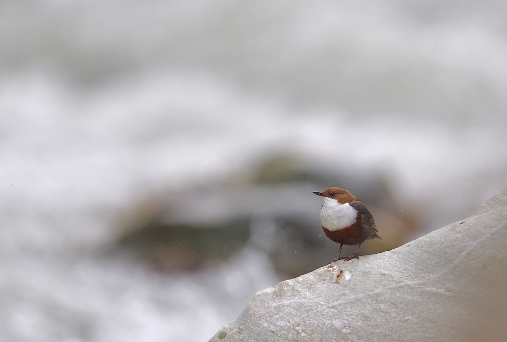 DS5_4831.jpg