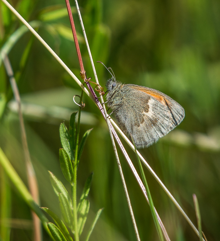 Fadet commun-6157.jpg