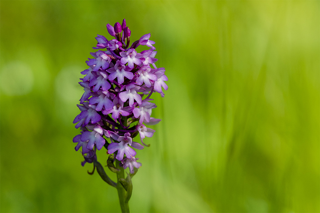 orchidée peut -être 1.jpg