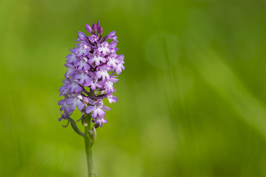 orchidée peut -être 2.jpg