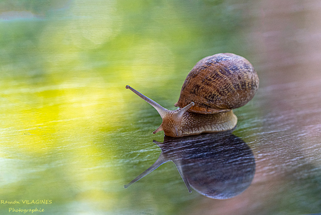 _D757381-ps.jpg