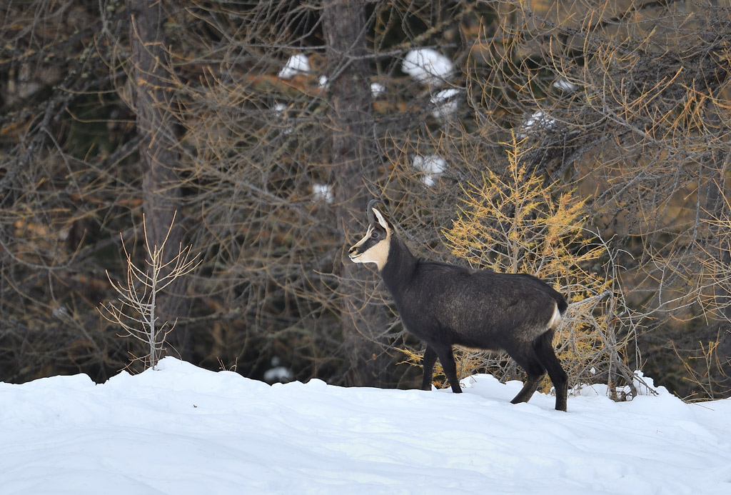 DS5_3556.jpg