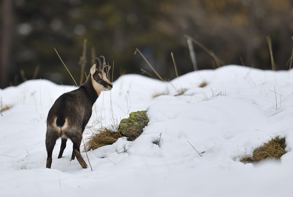 DS5_3570.jpg