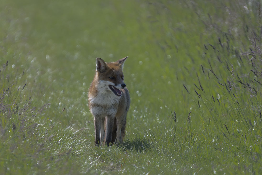 renard 1000.jpg