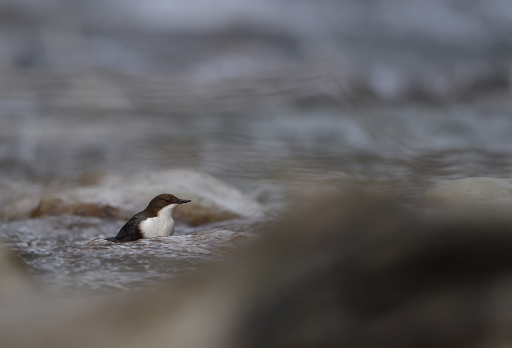 DS5_4099.jpg