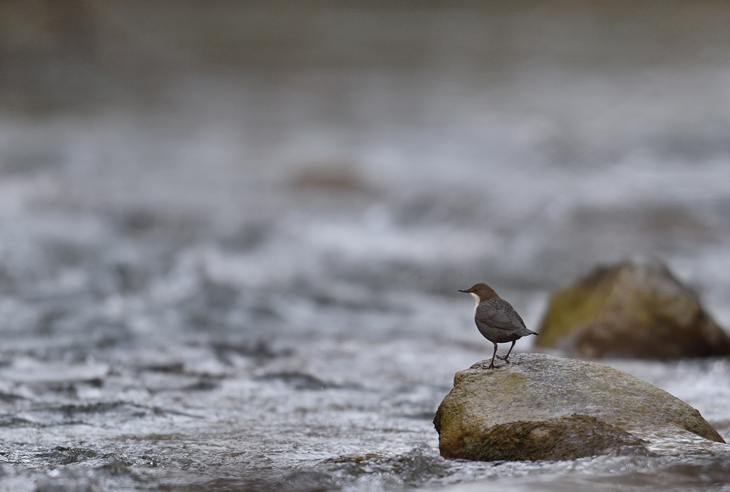 DS5_4130.jpg