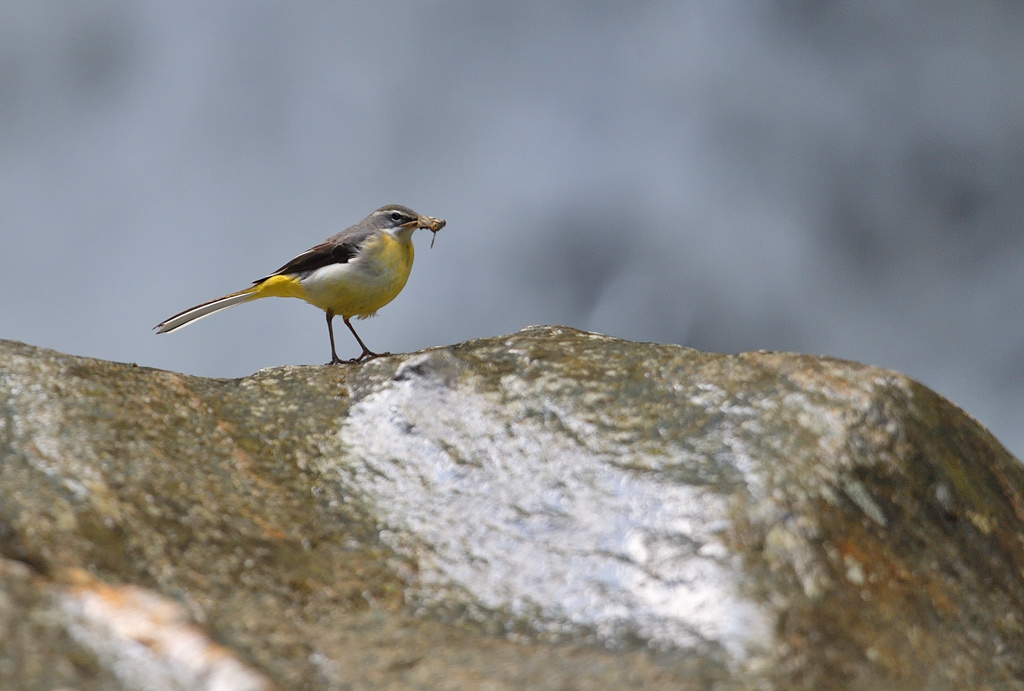 DS5_5212.jpg