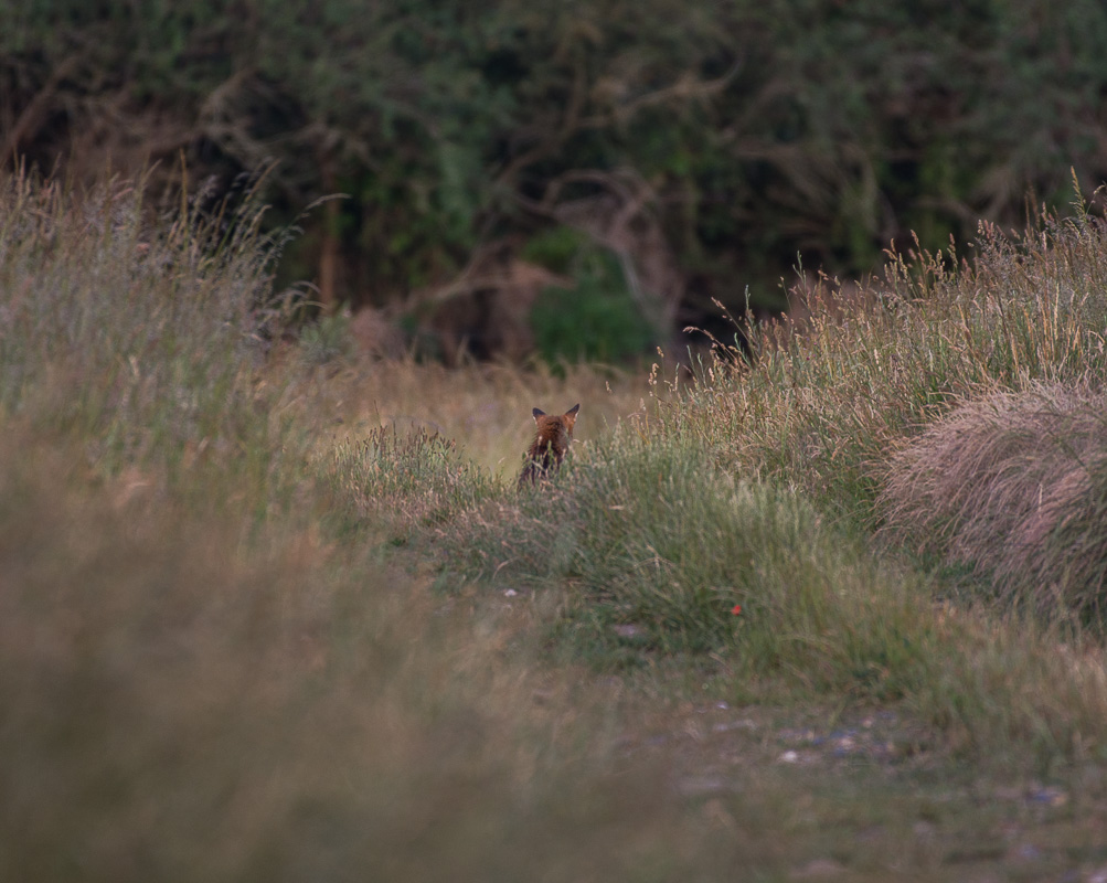 Renard--2.jpg