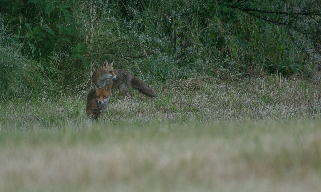 Renard--10.jpg