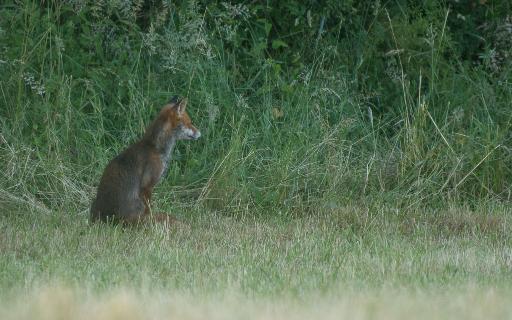 Renard--12.jpg