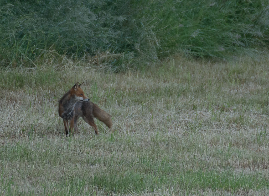 Renard--8.jpg