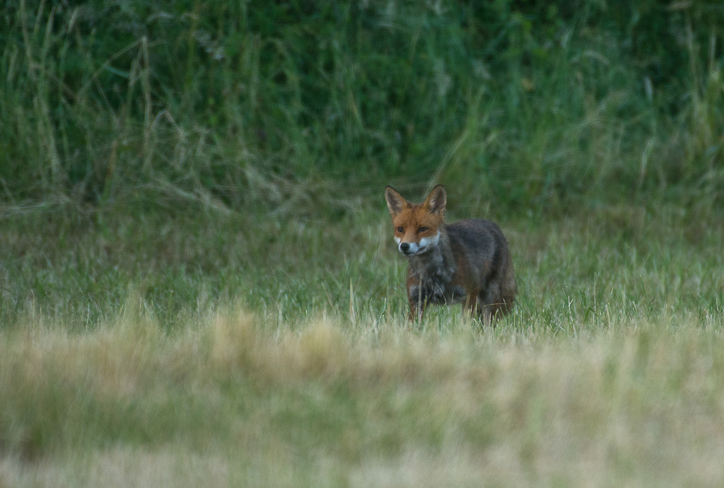 Renard--15.jpg