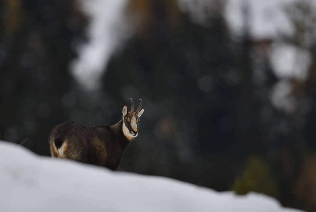 DS5_3633.jpg