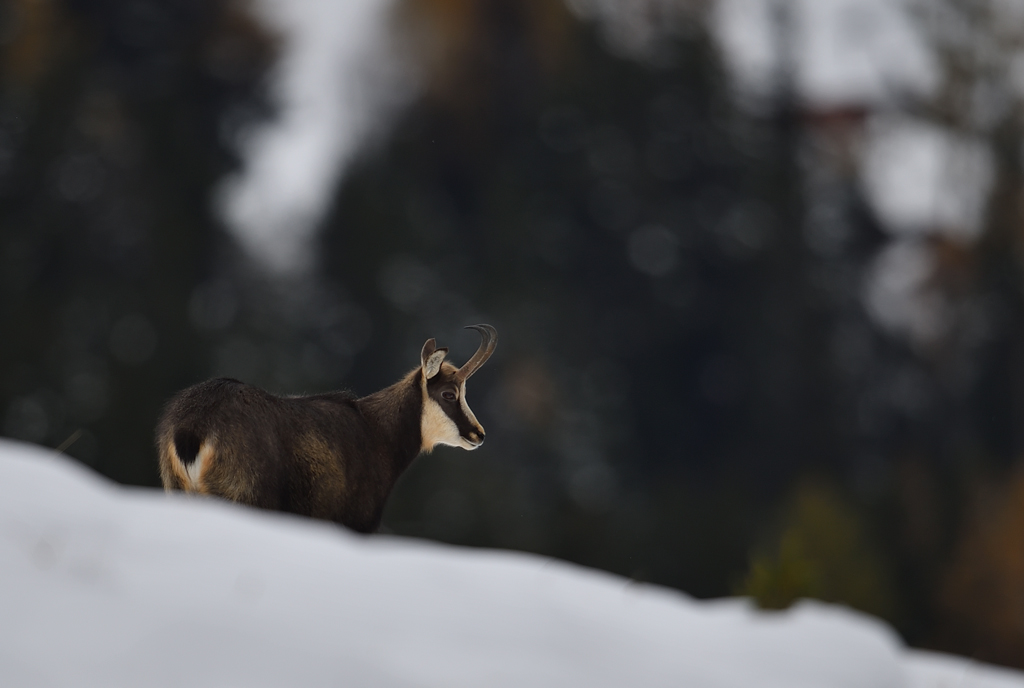 DS5_3634.jpg