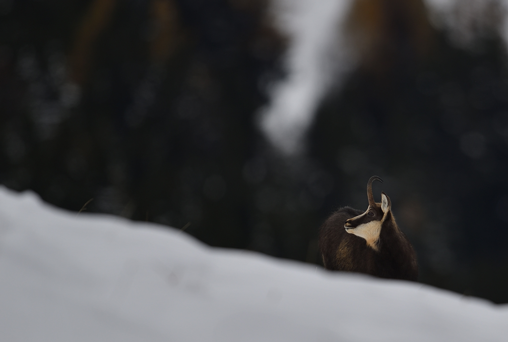 DS5_3637.jpg