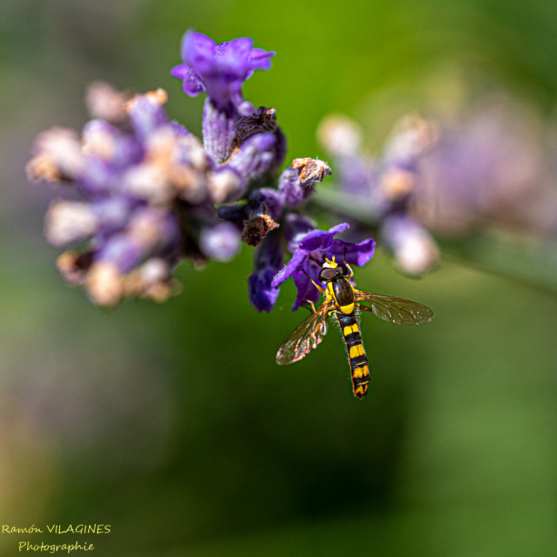 _D757485-ps.jpg